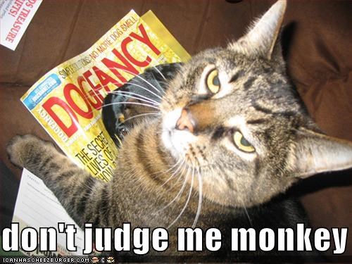 Don't judge me cat meme
