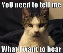 tell me what I want to hear cat meme