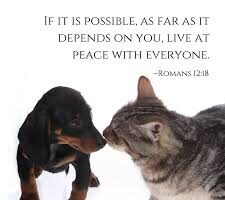 A dachsund puppy going nose to nose with a cat with text of Romans 12:18.