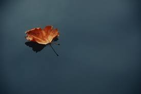 leaf on still pond