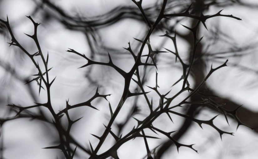 Thorns