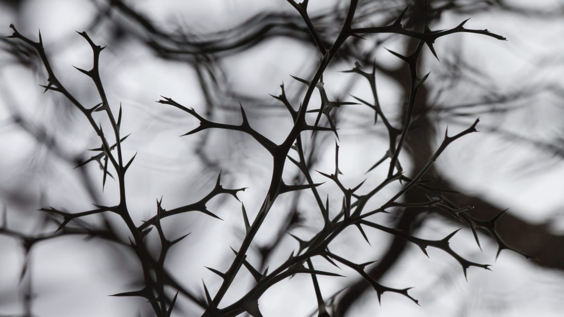 Seed sown among thorns