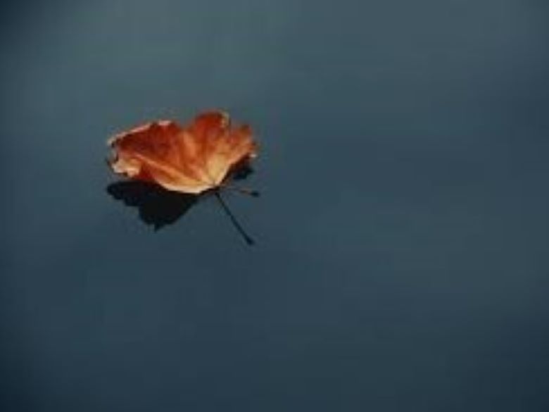 Leaf on the surface of a still pond